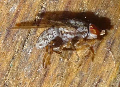Odinia meijerei